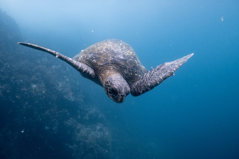 Photo Galapagos Islands