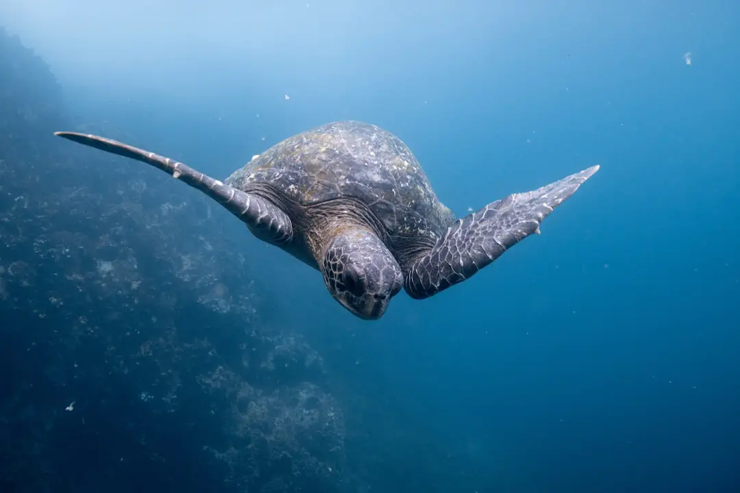 Photo Galapagos Islands