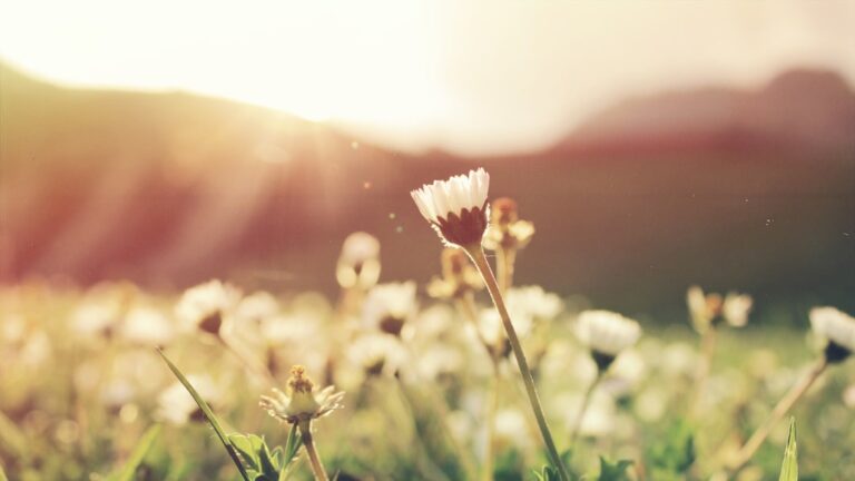 Photo Spring blossoms