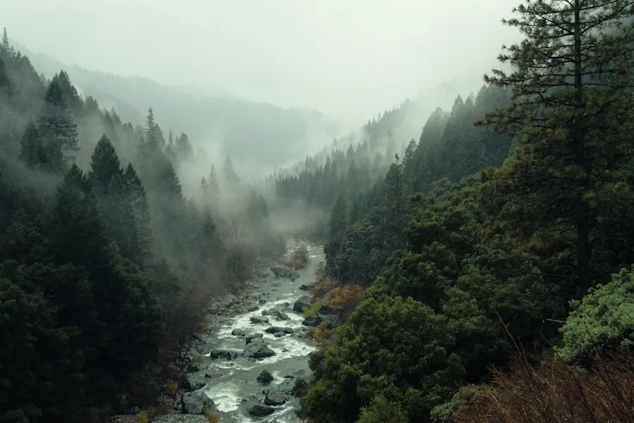 Best Time to Visit Norway Fjords: Summer vs. Winter Misty forest valley with a rocky river
