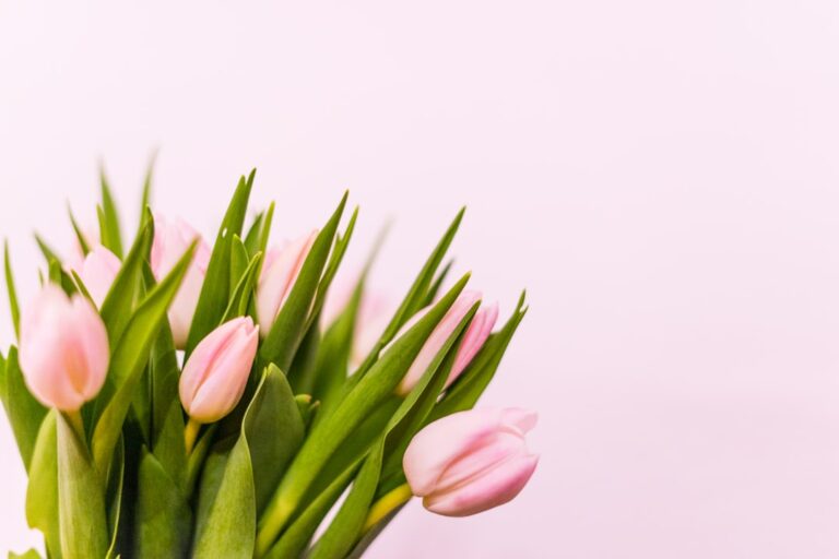 Photo Spring flowers