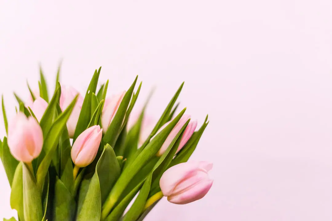 Photo Spring flowers