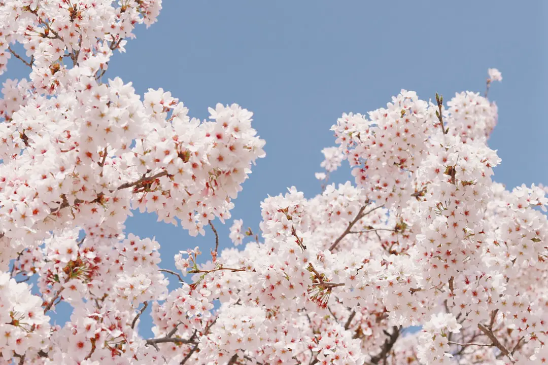 Photo Cherry blossoms