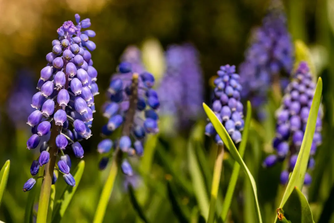 Photo Spring blooms