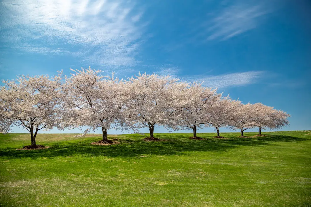 Photo Springtime