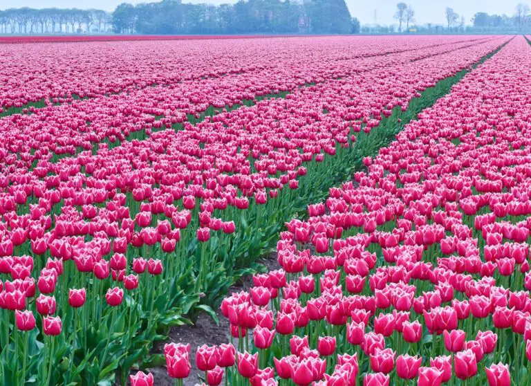 Photo Tulip fields