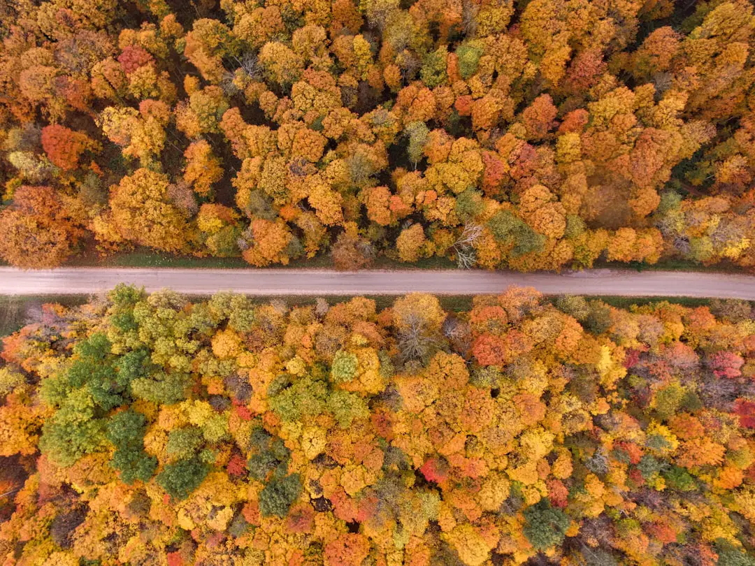 Photo Central Park in Fall