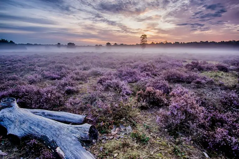 Photo Lavender fields