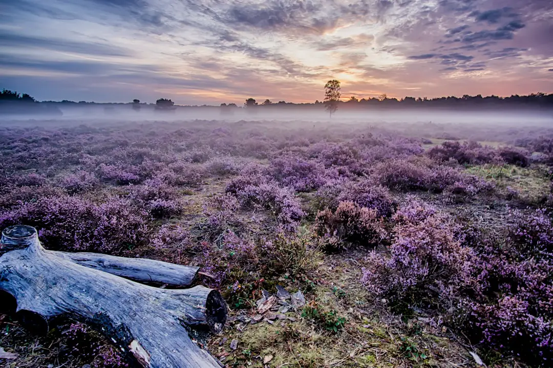 Photo Lavender fields