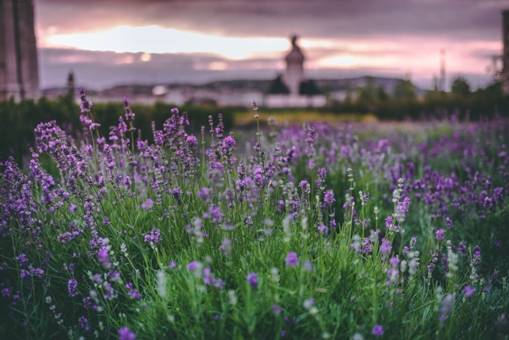 Photo Lavender fields