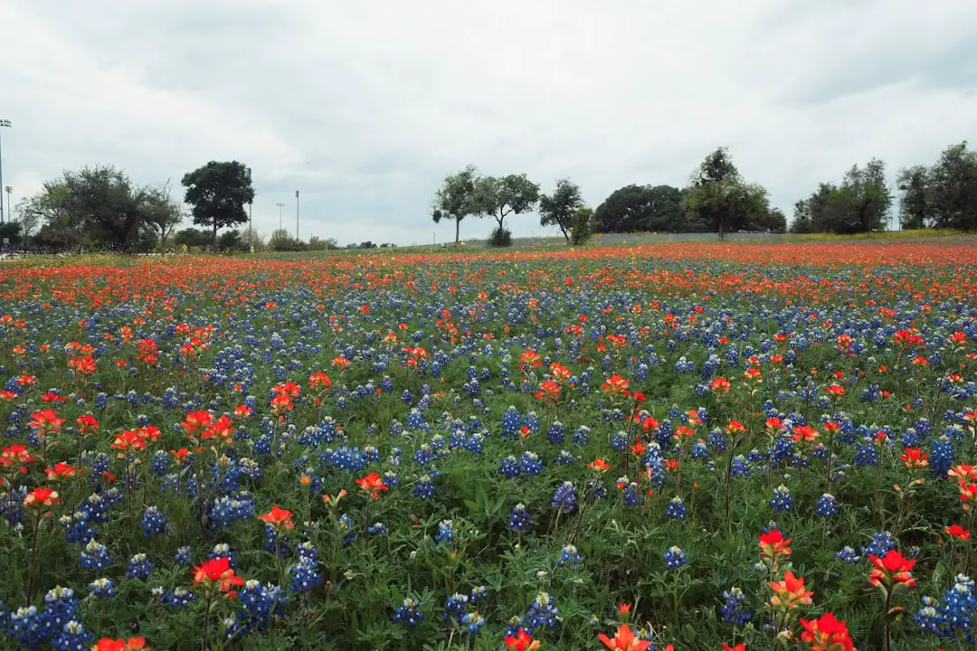 Photo Bluebonnet fields