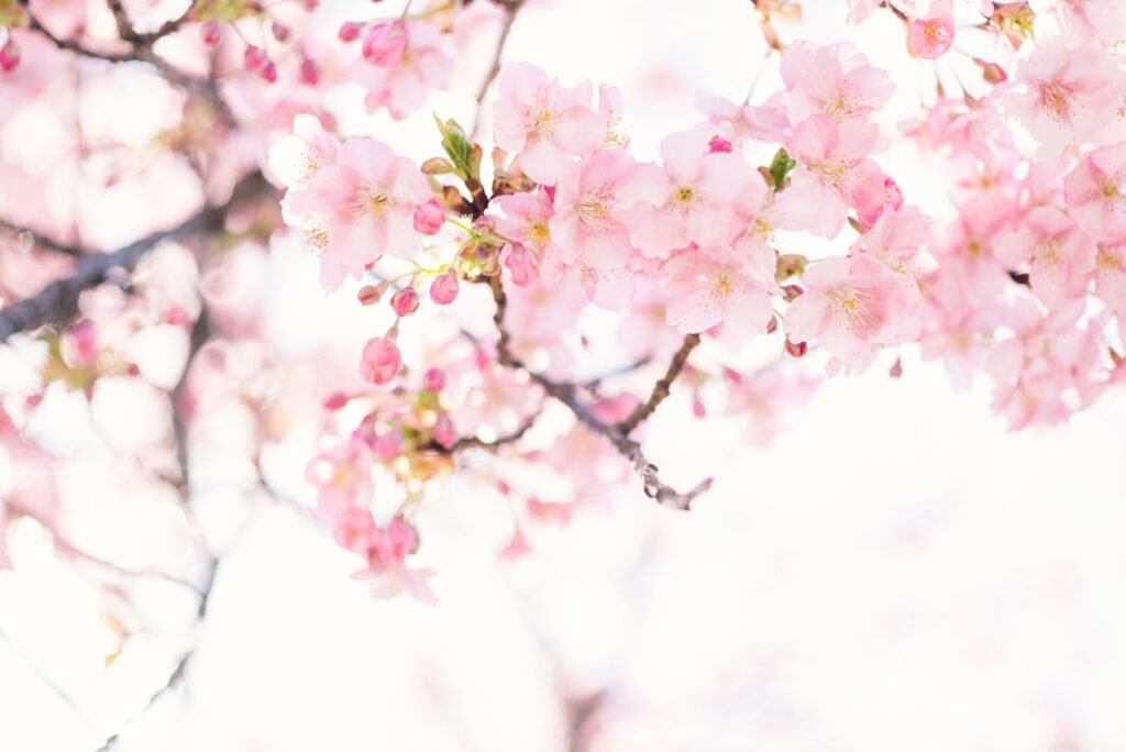 Photo Cherry blossoms