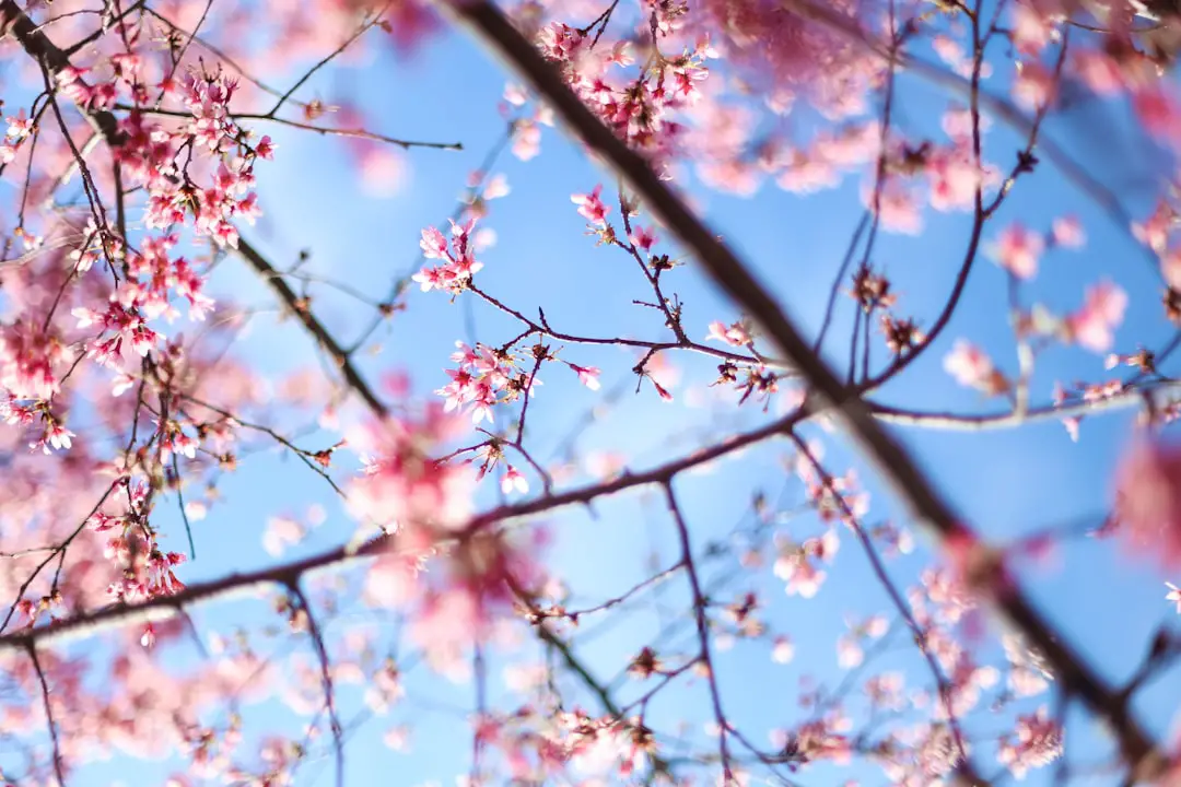 Photo Spring blooms