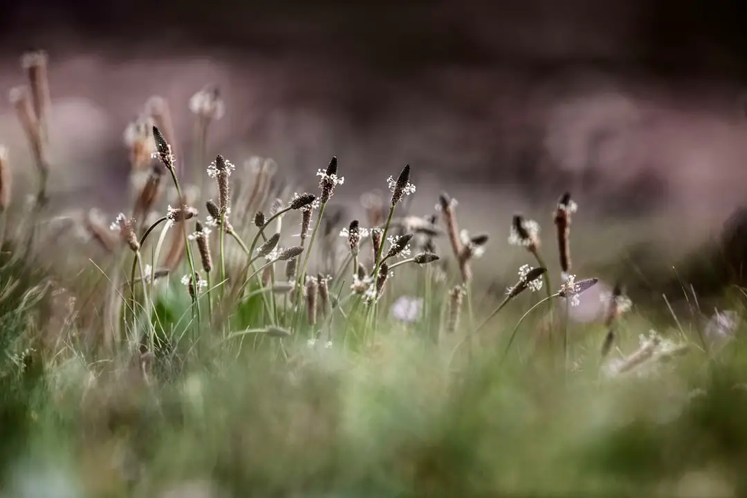 Photo Spring wildflowers