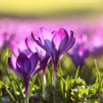 Photo Spring flowers