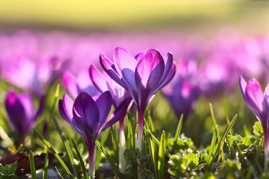 Photo Spring flowers