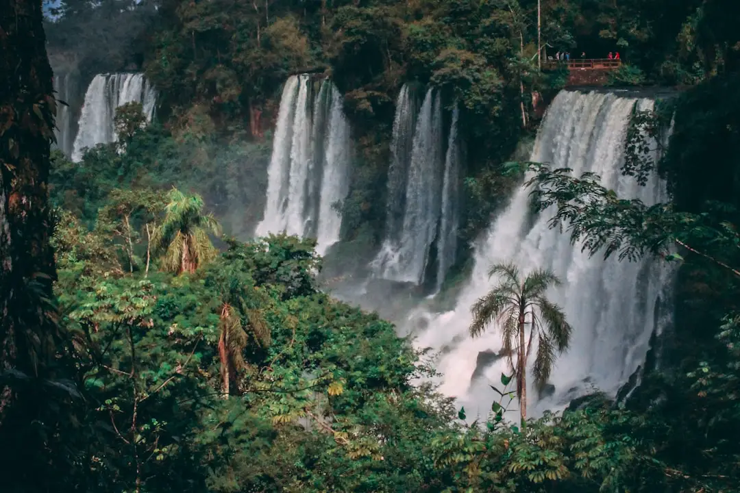Photo Tropical Rainforest