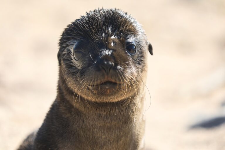 Photo Galapagos nature wildlife