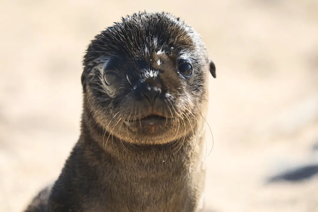 Photo Galapagos nature wildlife