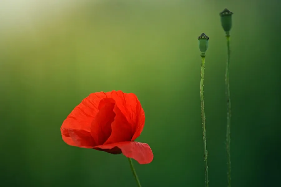 Red poppy flower against a soft green background