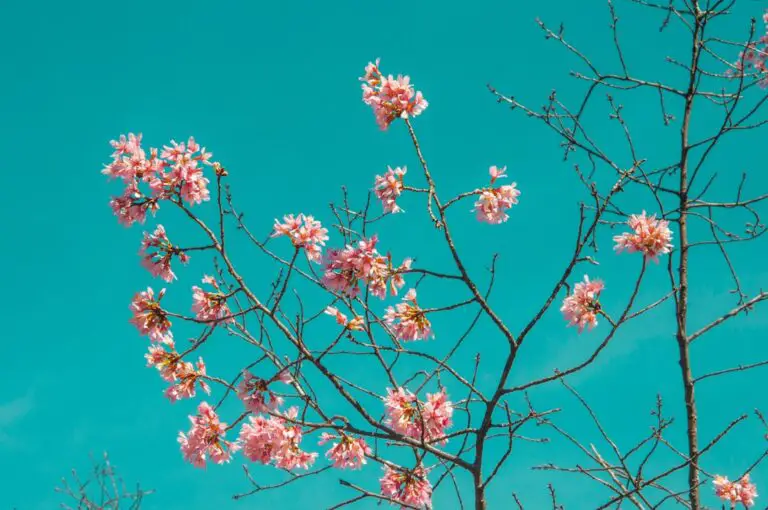 Photo Spring blooms