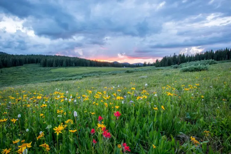 Photo Spring flowers