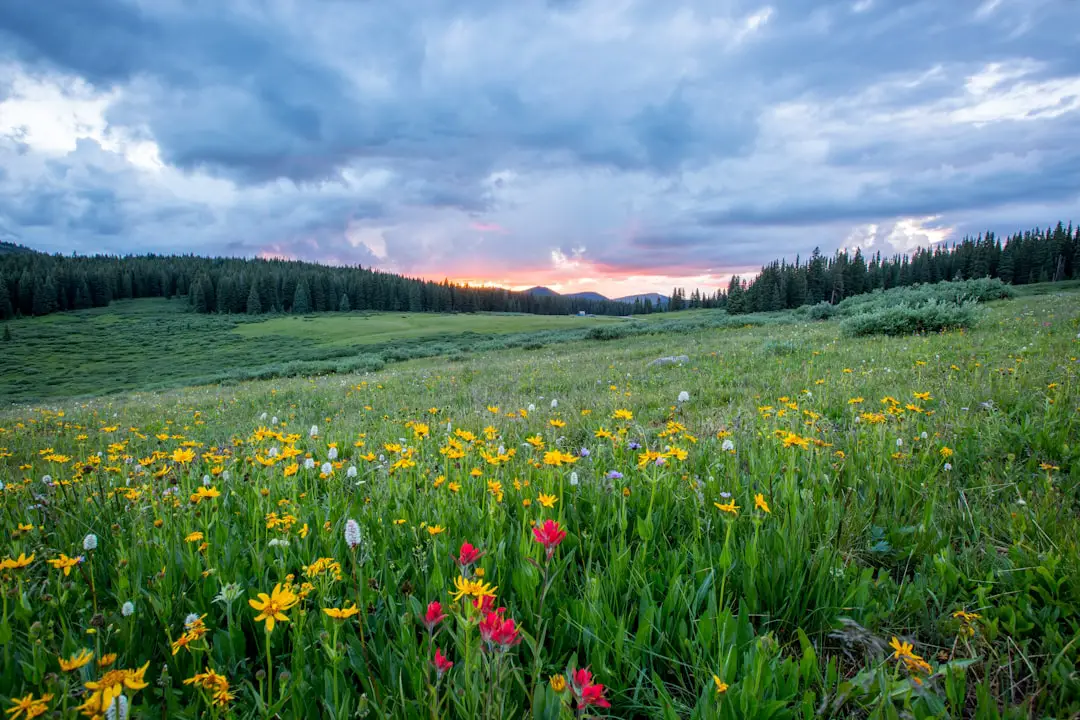 Photo Spring flowers
