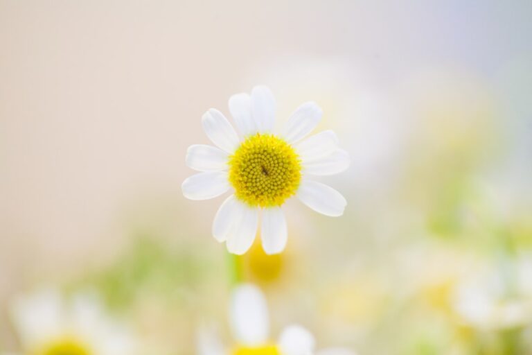 Photo Spring wildflowers