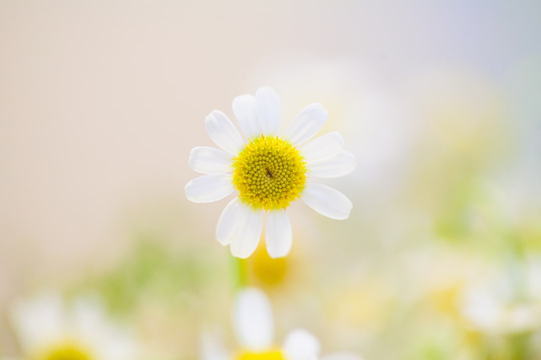Photo Spring wildflowers