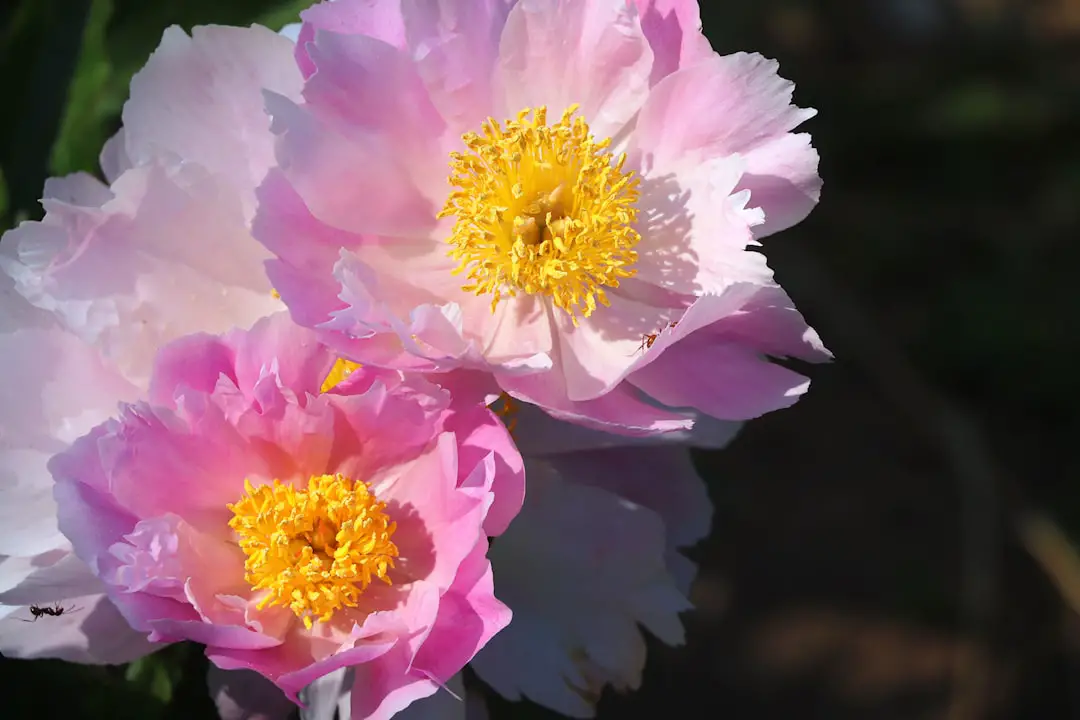 Photo Spring blooms