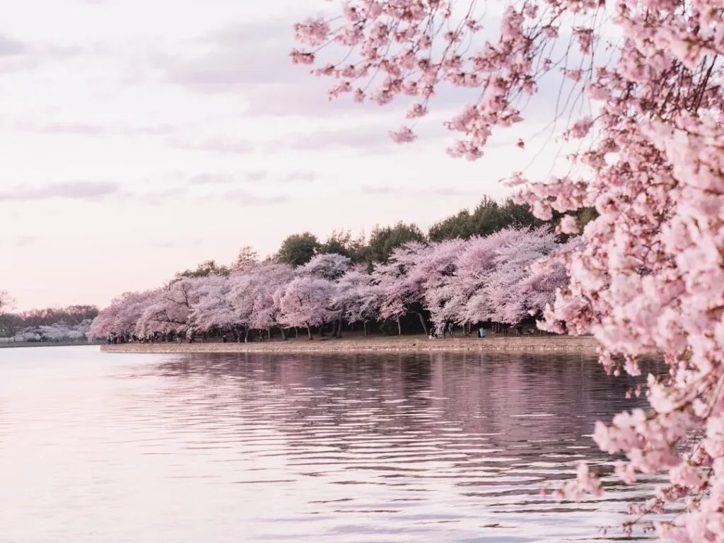 Best Time to Travel to Korea: A Seasonal Guide Photo Cherry blossoms