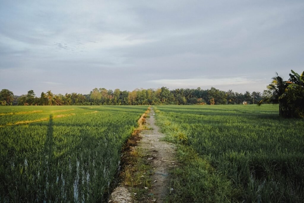 Photo Rice fields