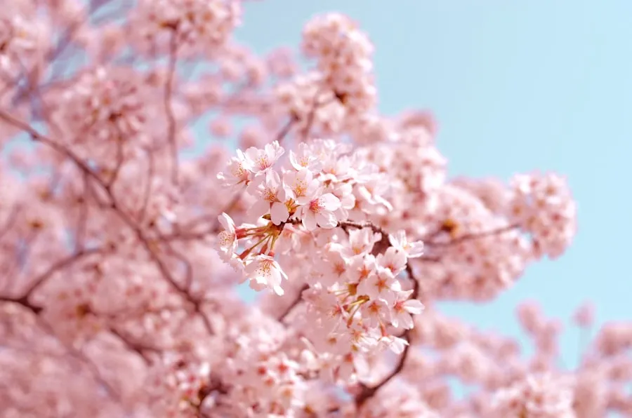 Best Time to Travel to Korea: A Seasonal Guide Close-up view of pale pink cherry blossoms against a blue sky