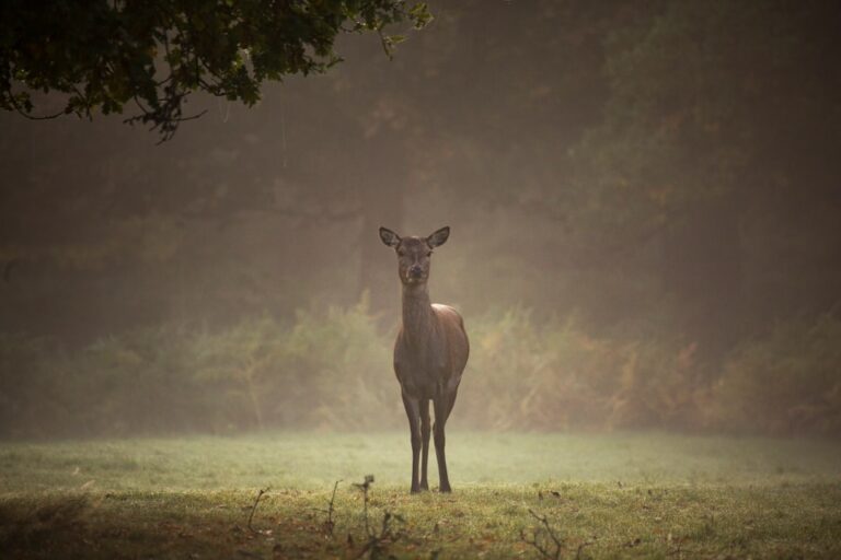Photo Wildlife encounters