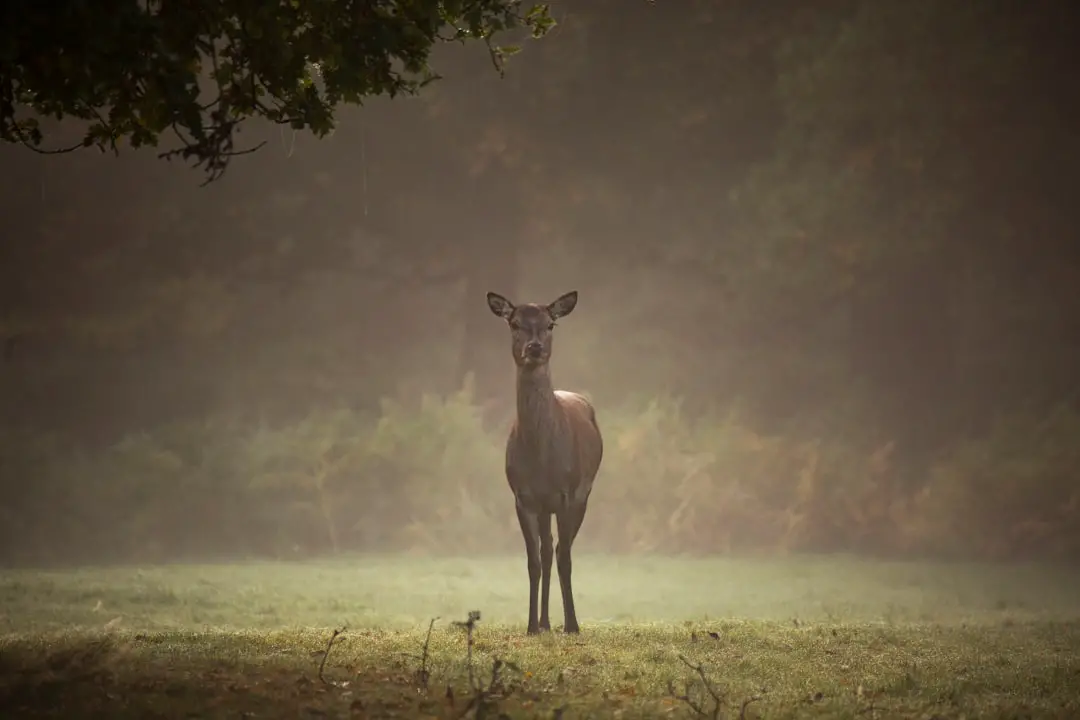 Photo Wildlife encounters