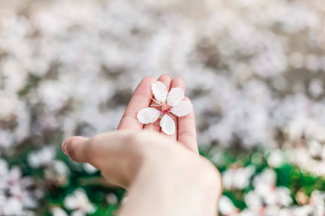 Photo Spring blooms