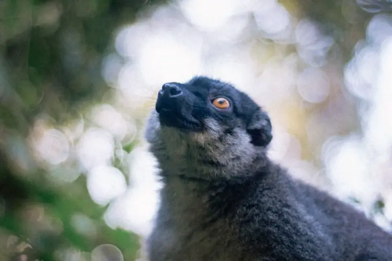 Photo Lemur in forest