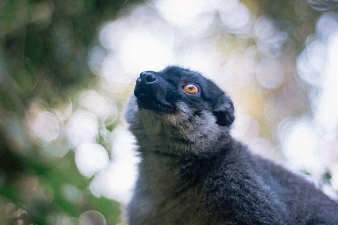 Photo Lemur in forest