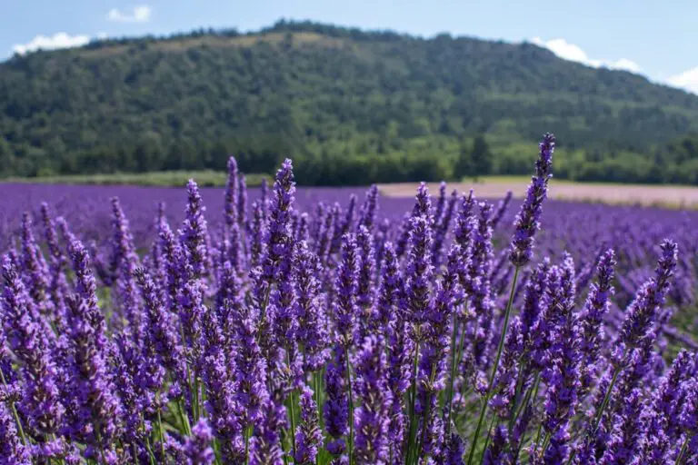 Photo Provence lavender fields