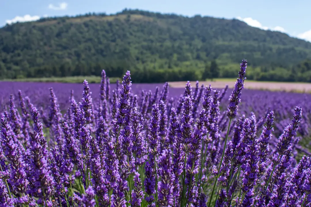 Photo Provence lavender fields