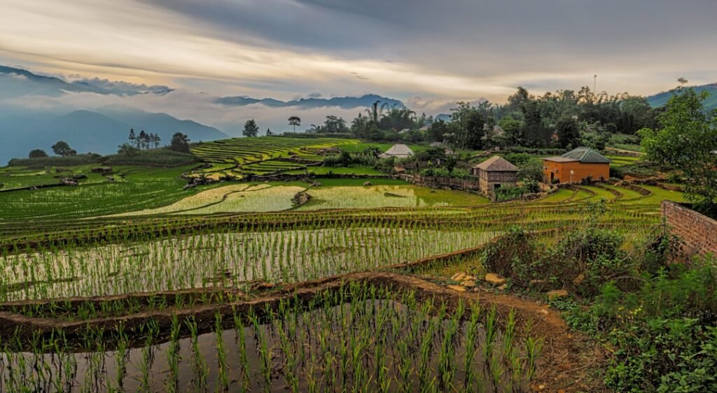 Photo Rice terraces