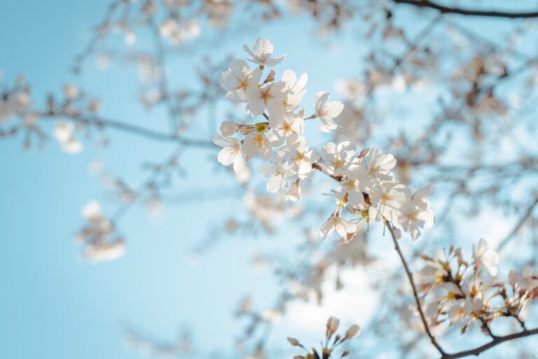 Photo Spring blooms