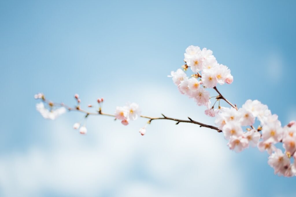 Photo Cherry blossoms