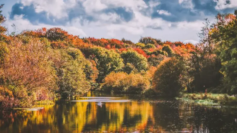 Photo Fall foliage