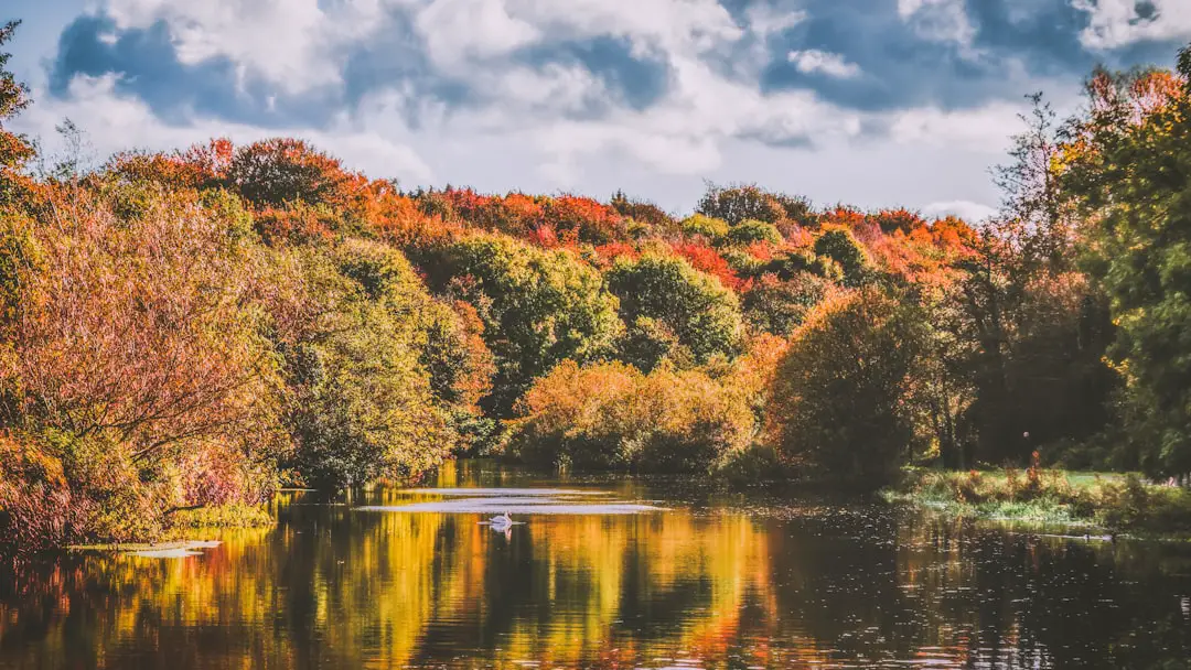 Photo Fall foliage