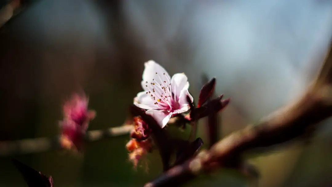 Photo Spring blooms