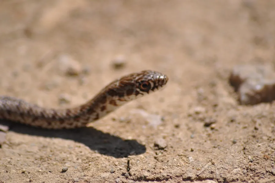 Rattlesnake Bite on a Hike: What to Do Hiker receiving first aid after a suspected rattlesnake bite