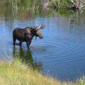 Photo "What to do if you see a moose while hiking"