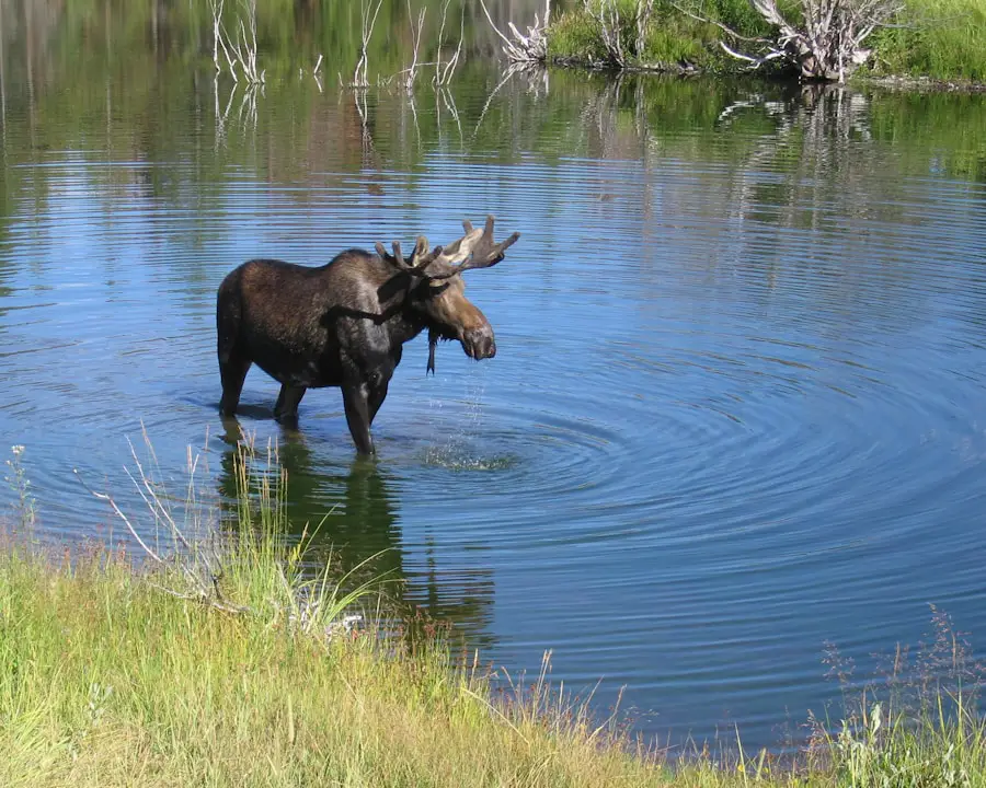 Photo "What to do if you see a moose while hiking"