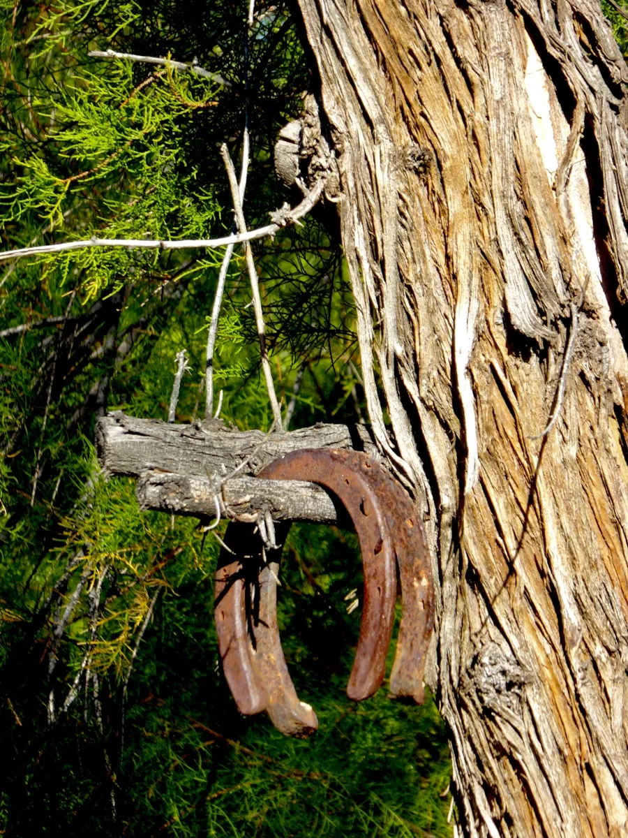 California hiking landscape representing the need to check firearm laws before entering public lands